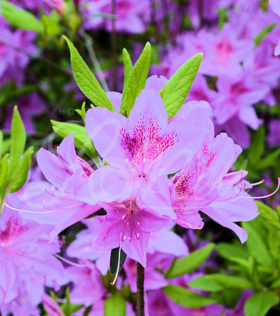 Pretty in pink